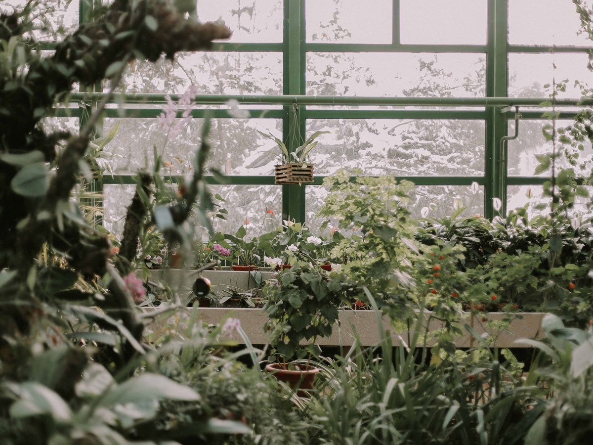 Plants